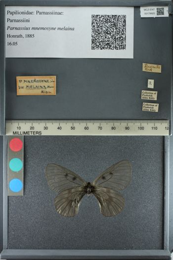 Media type: image;   Entomology 179925